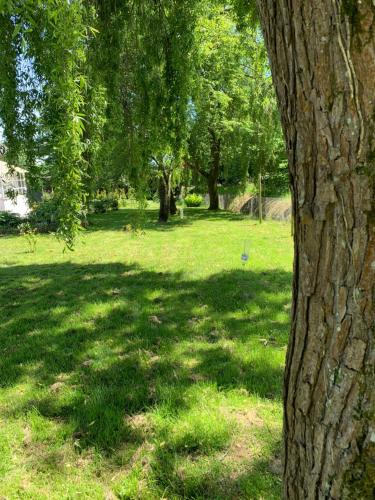 a tree in a field with grass and trees at Le paradis des oiseaux in Saint-Gildas