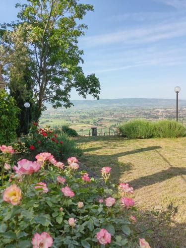 a field of flowers with a tree and a view at Residenza Messer Pajola in Assisi