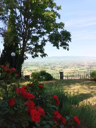 a field with red flowers and a tree at Residenza Messer Pajola in Assisi