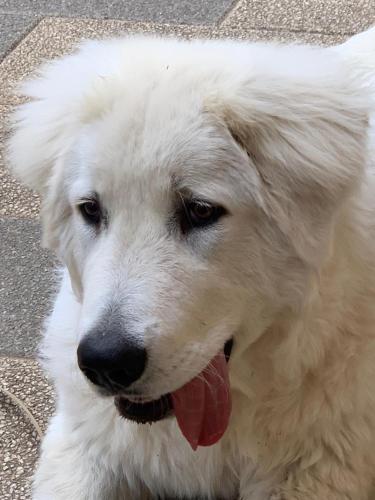 a white dog sitting on the ground with its tongue at CASALE SOFIA E MARIAGIULIA in Alessano
