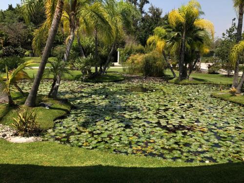 a lily pond with palm trees in a park at Huayacán Cuernavaca Curamoria Collection in Jiutepec