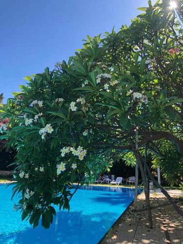 Πισίνα στο ή κοντά στο Villa Megna - Green Paradise B&B