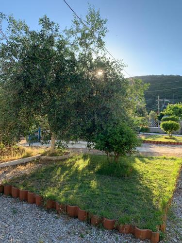 a tree in the middle of a grass field at Guesthouse Rondo in Himare