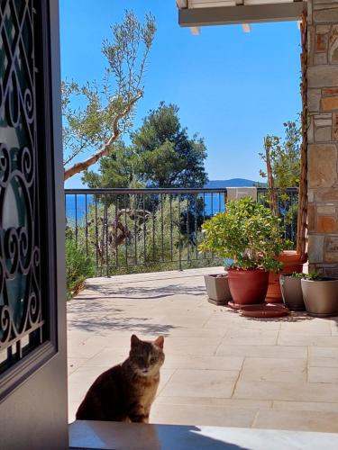 a cat sitting on a patio looking out a door at Villa Johell in Neos Marmaras