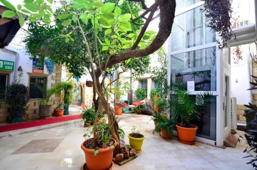 Сад в Sevin Hotel Pension