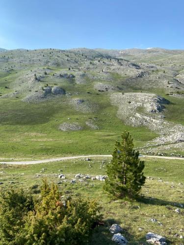 a group of animals grazing on a grassy hill with a tree at Konak Umoljani in Umoljani