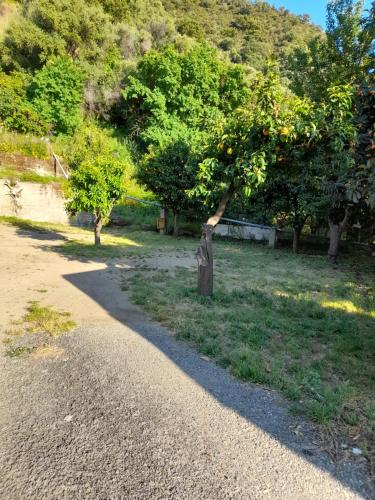 a gravel road with an orange tree in a field at 3 vani 700 Mt mare e 3000 Mt da Capo D'Orlando in Naso