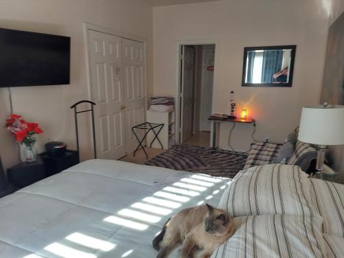 un gato sobre una cama en una habitación en CATmosphere en Las Vegas