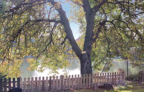 a tree in front of a fence next to a lake at 2 Bedroom Nice Home In Gnoien Ot Dölitz in Gnoien