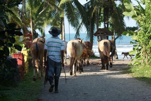 a man walking down a path with a herd of horses at Brigitte's Ranch in Cahuita