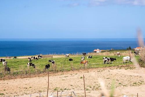 a herd of cows grazing in a field near the ocean at Country House in Azores - S. Miguel in Ribeira Grande