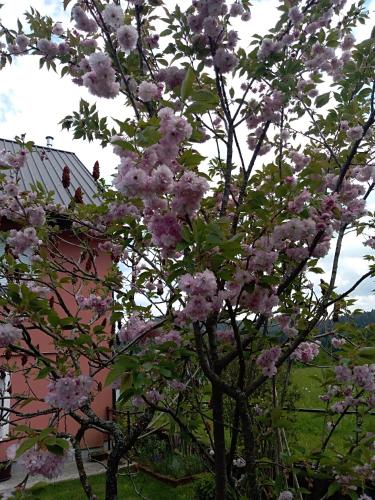 Κήπος έξω από το Apartman Ris Gorski Kotar Crni Lug