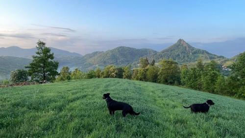 two black dogs standing in a field of grass at Etno kuća Ostrvica in Varnice