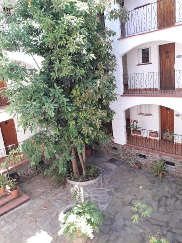 un grand arbre devant un bâtiment dans l'établissement Résidence Margarita, à Plage dʼArgelès