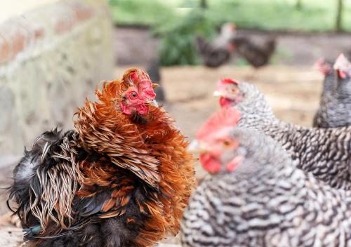 a group of chickens standing around in a field at FELDGANG ein Gästehaus! in Upahl