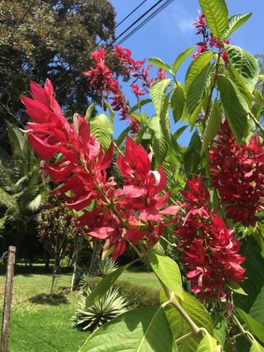 a bunch of red flowers on a tree at Perla Negra Beachfront in Puerto Viejo