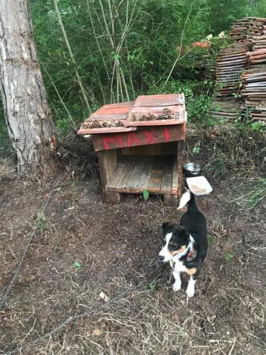 un perro blanco y negro parado junto a un banco de madera en Velin raj en Soko Banja