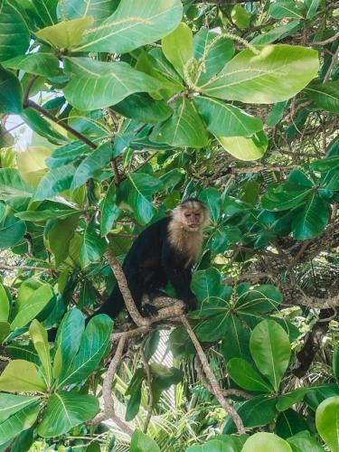 a monkey sitting on a branch in a tree at Perla Negra Beachfront in Puerto Viejo