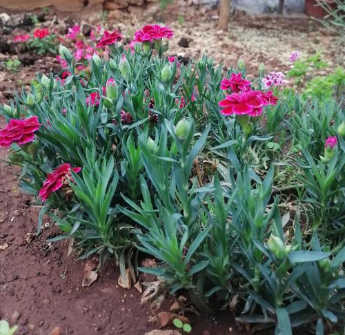 a bunch of pink flowers in a garden at Apartments Vedrana in Ražanj