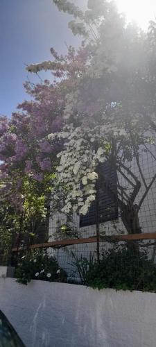 a tree with purple flowers behind a fence at Το σπίτι της Ελένης in Vlakhiá