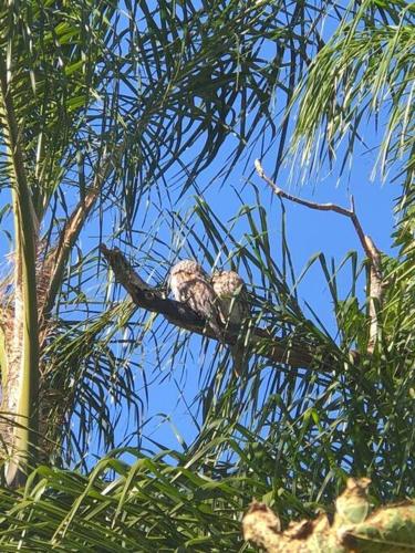 a bird sitting on a branch of a tree at Gan Eden Retreat-Byron bay , luxuries escape in Mullumbimby