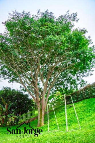 a tree in a field with a swing at Hostal San Jorge in Pereira