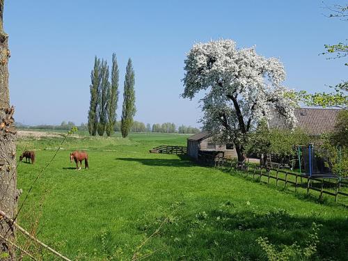 two horses grazing in a field with a tree at Het Voorhuis boerderij Hoeve Vrede Best in Weesp