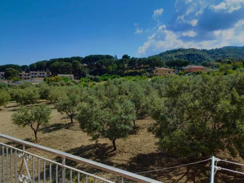 vistas a un campo de olivos en Appartamenti Antico Uliveto, en Soverato Superiore