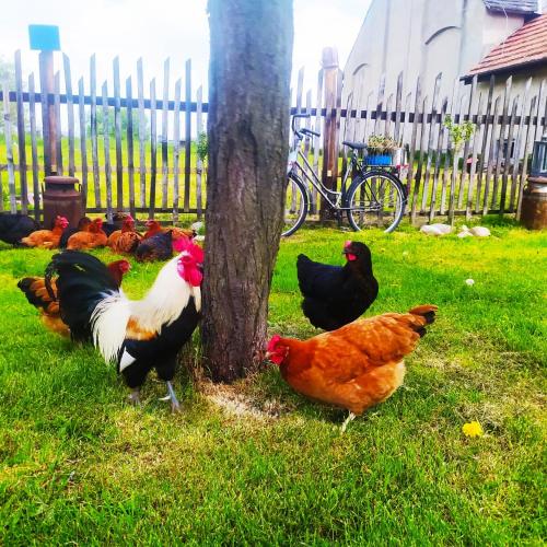 a group of chickens standing around a tree at Apartament GórnyŚląsk blisko jeziora - 120qm - 3 sypialnie z parkingiem i klimatyzacją - Flat UpperSilesia with Parking & air conditioning - Ferienwohnung OberSchlesien mit 3 Schlafzimmern inklusive Parkplatz und Klima - Nähe Badesee und Sandstrand in Niewiesze