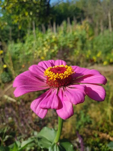 a pink flower with a yellow stigma on a field at ECO guest house in Berd
