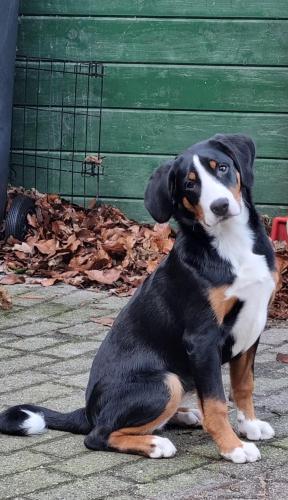 a black and brown dog sitting on the ground at Het Voorhuis boerderij Hoeve Vrede Best in Weesp