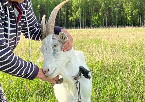a person is petting a goat in a field at Arche Siedlisko Rogacze 72 in Milejczyce