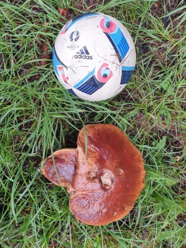 a soccer ball sitting on the grass next to a mushroom at Przystań Piława in Borne Sulinowo