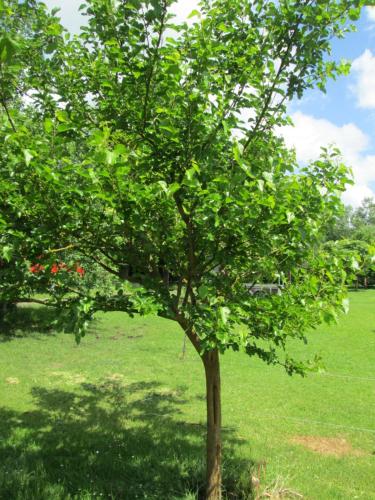 a tree in the middle of a green field at Florennes Gîte neuf 150 M2 devant un grand lac privé de 2 hectares poissonneux au milieu des bois in Florennes
