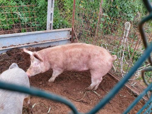 dos cerdos parados en la tierra en un bolígrafo en Azienda Agricola Sinisi, en Cerveteri