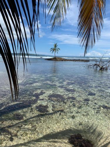 an island with a palm tree in the water at Bastimentos Hill Guest House in Bocas del Toro