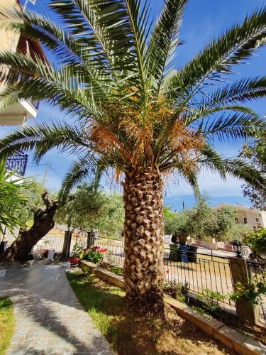 a palm tree in a yard next to a fence at Studios Apollon in Chrysi Ammoudia