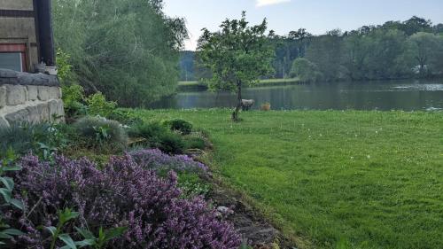 a garden with purple flowers next to a lake at Chalupa u rybníka Střehom in Dolní Bousov