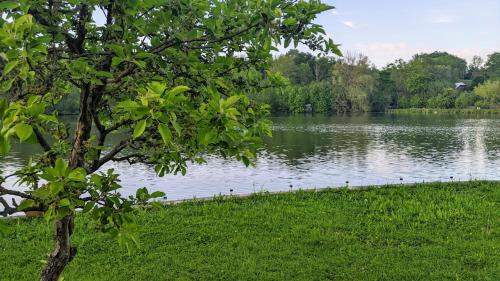 a tree in front of a lake with ducks in it at Chalupa u rybníka Střehom in Dolní Bousov