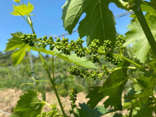 a bunch of green grapes hanging from a tree at Tenuta Sovestro - Agriturismo e winery in San Gimignano