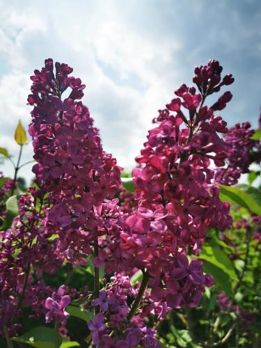 a group of purple flowers with the sky in the background at Spectrum Kirche Exerzitien-und Bildungshaus auf Mariahilf in Passau