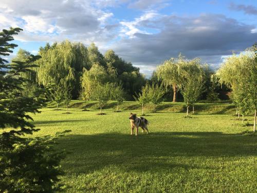 a dog standing in a field of grass at Cabana Paradisul Verde Neamt in Tîrgu Neamţ