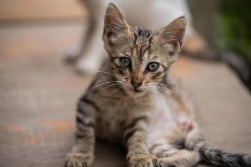 a kitten laying on the floor looking at the camera at Roots Family in Puerto Viejo
