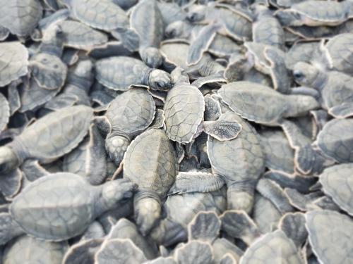 a group of turtles laying on a pile of rocks at Posada El Esfuerzo in Nuquí