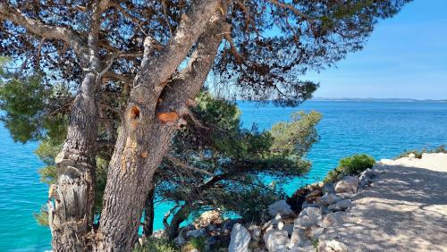 a tree on the side of a hill near the water at Apartmani Stipe in Drage