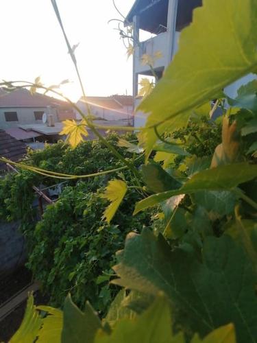 a bunch of green plants in front of a building at Apartments Vedrana in Ražanj