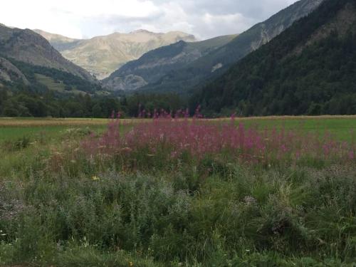 a field with pink flowers and mountains in the background at Appart très ensoleillé 5-6 pers au pied des pistes in Ancelle