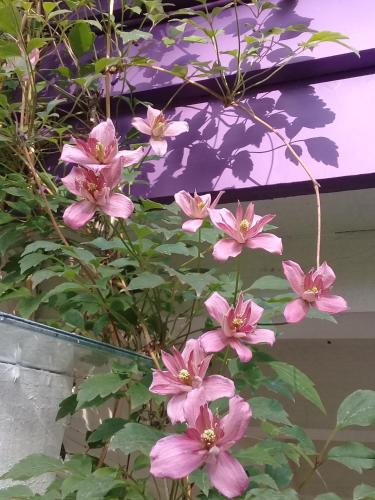 a bunch of pink flowers on a plant at Dodo House in Villa La Angostura