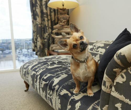 Pet or pets staying with guests at Salthouse Harbour Hotel 