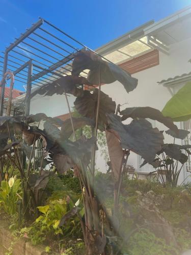Dốc Garden Homestay Đà Lạtにある庭